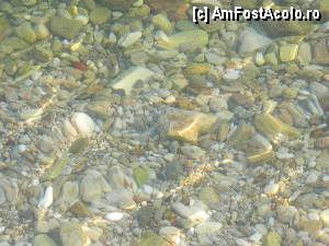 [P03] Apa este extrem de limpede - cu o pereche de ochelari si un tub (si papuci de apa sau labe) devine o desfatare - zeci de specii marine.  » foto by Dabator
 - 
<span class="allrVoted glyphicon glyphicon-heart hidden" id="av349564"></span>
<a class="m-l-10 hidden" id="sv349564" onclick="voting_Foto_DelVot(,349564,12263)" role="button">șterge vot <span class="glyphicon glyphicon-remove"></span></a>
<a id="v9349564" class=" c-red"  onclick="voting_Foto_SetVot(349564)" role="button"><span class="glyphicon glyphicon-heart-empty"></span> <b>LIKE</b> = Votează poza</a> <img class="hidden"  id="f349564W9" src="/imagini/loader.gif" border="0" /><span class="AjErrMes hidden" id="e349564ErM"></span>