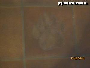 [P06] Urmele de urs se regaseau peste tot » foto by DaRKruCS
 - 
<span class="allrVoted glyphicon glyphicon-heart hidden" id="av592222"></span>
<a class="m-l-10 hidden" id="sv592222" onclick="voting_Foto_DelVot(,592222,12291)" role="button">șterge vot <span class="glyphicon glyphicon-remove"></span></a>
<a id="v9592222" class=" c-red"  onclick="voting_Foto_SetVot(592222)" role="button"><span class="glyphicon glyphicon-heart-empty"></span> <b>LIKE</b> = Votează poza</a> <img class="hidden"  id="f592222W9" src="/imagini/loader.gif" border="0" /><span class="AjErrMes hidden" id="e592222ErM"></span>