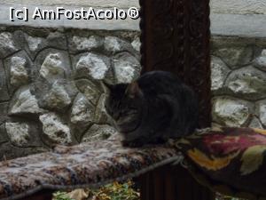 [P13] O pisică somnoroasă...  » foto by tata123 🔱
 - 
<span class="allrVoted glyphicon glyphicon-heart hidden" id="av1132972"></span>
<a class="m-l-10 hidden" id="sv1132972" onclick="voting_Foto_DelVot(,1132972,12357)" role="button">șterge vot <span class="glyphicon glyphicon-remove"></span></a>
<a id="v91132972" class=" c-red"  onclick="voting_Foto_SetVot(1132972)" role="button"><span class="glyphicon glyphicon-heart-empty"></span> <b>LIKE</b> = Votează poza</a> <img class="hidden"  id="f1132972W9" src="/imagini/loader.gif" border="0" /><span class="AjErrMes hidden" id="e1132972ErM"></span>