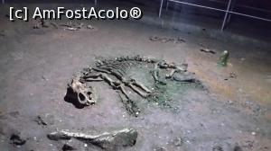[P10] schelet de urs de caverna, Pestera Ursilor » foto by raducondurache
 - 
<span class="allrVoted glyphicon glyphicon-heart hidden" id="av891470"></span>
<a class="m-l-10 hidden" id="sv891470" onclick="voting_Foto_DelVot(,891470,12399)" role="button">șterge vot <span class="glyphicon glyphicon-remove"></span></a>
<a id="v9891470" class=" c-red"  onclick="voting_Foto_SetVot(891470)" role="button"><span class="glyphicon glyphicon-heart-empty"></span> <b>LIKE</b> = Votează poza</a> <img class="hidden"  id="f891470W9" src="/imagini/loader.gif" border="0" /><span class="AjErrMes hidden" id="e891470ErM"></span>