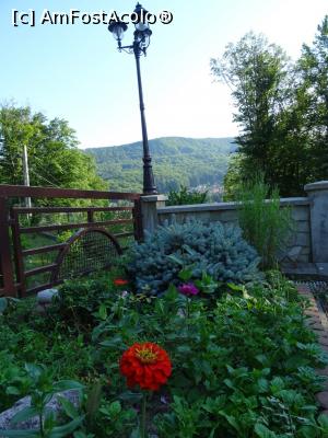 [P17] Plante ornamentale în curtea Pensiunii Iulia Star - Băile Olănești.  » foto by tata123 🔱
 - 
<span class="allrVoted glyphicon glyphicon-heart hidden" id="av984172"></span>
<a class="m-l-10 hidden" id="sv984172" onclick="voting_Foto_DelVot(,984172,12412)" role="button">șterge vot <span class="glyphicon glyphicon-remove"></span></a>
<a id="v9984172" class=" c-red"  onclick="voting_Foto_SetVot(984172)" role="button"><span class="glyphicon glyphicon-heart-empty"></span> <b>LIKE</b> = Votează poza</a> <img class="hidden"  id="f984172W9" src="/imagini/loader.gif" border="0" /><span class="AjErrMes hidden" id="e984172ErM"></span>