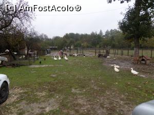 [P07] Curtea, cu multe păsări.  » foto by Safta Radu
 - 
<span class="allrVoted glyphicon glyphicon-heart hidden" id="av802297"></span>
<a class="m-l-10 hidden" id="sv802297" onclick="voting_Foto_DelVot(,802297,12435)" role="button">șterge vot <span class="glyphicon glyphicon-remove"></span></a>
<a id="v9802297" class=" c-red"  onclick="voting_Foto_SetVot(802297)" role="button"><span class="glyphicon glyphicon-heart-empty"></span> <b>LIKE</b> = Votează poza</a> <img class="hidden"  id="f802297W9" src="/imagini/loader.gif" border="0" /><span class="AjErrMes hidden" id="e802297ErM"></span>