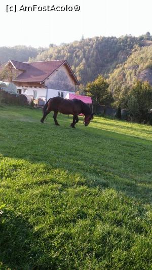[P23] Calul liber in curte » foto by LaraCroft
 - 
<span class="allrVoted glyphicon glyphicon-heart hidden" id="av911138"></span>
<a class="m-l-10 hidden" id="sv911138" onclick="voting_Foto_DelVot(,911138,12442)" role="button">șterge vot <span class="glyphicon glyphicon-remove"></span></a>
<a id="v9911138" class=" c-red"  onclick="voting_Foto_SetVot(911138)" role="button"><span class="glyphicon glyphicon-heart-empty"></span> <b>LIKE</b> = Votează poza</a> <img class="hidden"  id="f911138W9" src="/imagini/loader.gif" border="0" /><span class="AjErrMes hidden" id="e911138ErM"></span>
