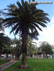 [P19] O varietate de palmieri decoreaza parcul Estoril » foto by Marian Preda
 - 
<span class="allrVoted glyphicon glyphicon-heart hidden" id="av492173"></span>
<a class="m-l-10 hidden" id="sv492173" onclick="voting_Foto_DelVot(,492173,12540)" role="button">șterge vot <span class="glyphicon glyphicon-remove"></span></a>
<a id="v9492173" class=" c-red"  onclick="voting_Foto_SetVot(492173)" role="button"><span class="glyphicon glyphicon-heart-empty"></span> <b>LIKE</b> = Votează poza</a> <img class="hidden"  id="f492173W9" src="/imagini/loader.gif" border="0" /><span class="AjErrMes hidden" id="e492173ErM"></span>