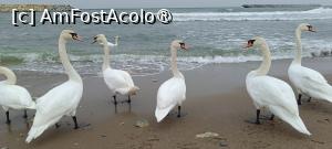 [P03] Lebedele din Eforie Sud. » foto by tata123 🔱
 - 
<span class="allrVoted glyphicon glyphicon-heart hidden" id="av1522288"></span>
<a class="m-l-10 hidden" id="sv1522288" onclick="voting_Foto_DelVot(,1522288,12565)" role="button">șterge vot <span class="glyphicon glyphicon-remove"></span></a>
<a id="v91522288" class=" c-red"  onclick="voting_Foto_SetVot(1522288)" role="button"><span class="glyphicon glyphicon-heart-empty"></span> <b>LIKE</b> = Votează poza</a> <img class="hidden"  id="f1522288W9" src="/imagini/loader.gif" border="0" /><span class="AjErrMes hidden" id="e1522288ErM"></span>