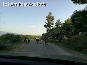 [P32] Prin munții Albaniei » foto by crismis
 - 
<span class="allrVoted glyphicon glyphicon-heart hidden" id="av877663"></span>
<a class="m-l-10 hidden" id="sv877663" onclick="voting_Foto_DelVot(,877663,12619)" role="button">șterge vot <span class="glyphicon glyphicon-remove"></span></a>
<a id="v9877663" class=" c-red"  onclick="voting_Foto_SetVot(877663)" role="button"><span class="glyphicon glyphicon-heart-empty"></span> <b>LIKE</b> = Votează poza</a> <img class="hidden"  id="f877663W9" src="/imagini/loader.gif" border="0" /><span class="AjErrMes hidden" id="e877663ErM"></span>