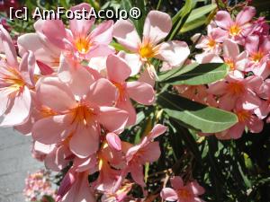 [P02] Deja m-au fermecat florile!  » foto by maryka
 - 
<span class="allrVoted glyphicon glyphicon-heart hidden" id="av1084639"></span>
<a class="m-l-10 hidden" id="sv1084639" onclick="voting_Foto_DelVot(,1084639,12624)" role="button">șterge vot <span class="glyphicon glyphicon-remove"></span></a>
<a id="v91084639" class=" c-red"  onclick="voting_Foto_SetVot(1084639)" role="button"><span class="glyphicon glyphicon-heart-empty"></span> <b>LIKE</b> = Votează poza</a> <img class="hidden"  id="f1084639W9" src="/imagini/loader.gif" border="0" /><span class="AjErrMes hidden" id="e1084639ErM"></span>