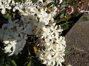 [P50] Un buchet de iasomie...  » foto by maryka
 - 
<span class="allrVoted glyphicon glyphicon-heart hidden" id="av1090322"></span>
<a class="m-l-10 hidden" id="sv1090322" onclick="voting_Foto_DelVot(,1090322,12624)" role="button">șterge vot <span class="glyphicon glyphicon-remove"></span></a>
<a id="v91090322" class=" c-red"  onclick="voting_Foto_SetVot(1090322)" role="button"><span class="glyphicon glyphicon-heart-empty"></span> <b>LIKE</b> = Votează poza</a> <img class="hidden"  id="f1090322W9" src="/imagini/loader.gif" border="0" /><span class="AjErrMes hidden" id="e1090322ErM"></span>