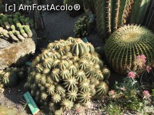 [P10] Specii diverse de cactuși.  » foto by maryka
 - 
<span class="allrVoted glyphicon glyphicon-heart hidden" id="av1097121"></span>
<a class="m-l-10 hidden" id="sv1097121" onclick="voting_Foto_DelVot(,1097121,12624)" role="button">șterge vot <span class="glyphicon glyphicon-remove"></span></a>
<a id="v91097121" class=" c-red"  onclick="voting_Foto_SetVot(1097121)" role="button"><span class="glyphicon glyphicon-heart-empty"></span> <b>LIKE</b> = Votează poza</a> <img class="hidden"  id="f1097121W9" src="/imagini/loader.gif" border="0" /><span class="AjErrMes hidden" id="e1097121ErM"></span>