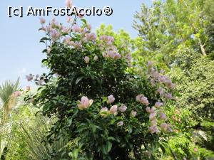 [P16] Bouganvillea mov pal.  » foto by maryka
 - 
<span class="allrVoted glyphicon glyphicon-heart hidden" id="av1097127"></span>
<a class="m-l-10 hidden" id="sv1097127" onclick="voting_Foto_DelVot(,1097127,12624)" role="button">șterge vot <span class="glyphicon glyphicon-remove"></span></a>
<a id="v91097127" class=" c-red"  onclick="voting_Foto_SetVot(1097127)" role="button"><span class="glyphicon glyphicon-heart-empty"></span> <b>LIKE</b> = Votează poza</a> <img class="hidden"  id="f1097127W9" src="/imagini/loader.gif" border="0" /><span class="AjErrMes hidden" id="e1097127ErM"></span>