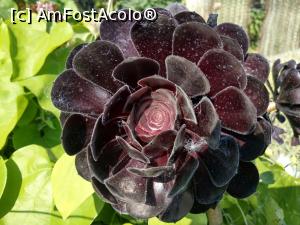 [P18] Aeonium arboreum sau trandafirul negru, absolut senzațional.  » foto by maryka
 - 
<span class="allrVoted glyphicon glyphicon-heart hidden" id="av1097129"></span>
<a class="m-l-10 hidden" id="sv1097129" onclick="voting_Foto_DelVot(,1097129,12624)" role="button">șterge vot <span class="glyphicon glyphicon-remove"></span></a>
<a id="v91097129" class=" c-red"  onclick="voting_Foto_SetVot(1097129)" role="button"><span class="glyphicon glyphicon-heart-empty"></span> <b>LIKE</b> = Votează poza</a> <img class="hidden"  id="f1097129W9" src="/imagini/loader.gif" border="0" /><span class="AjErrMes hidden" id="e1097129ErM"></span>