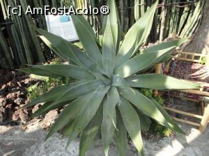 [P22] Giardini Ravino, aloe. » foto by maryka
 - 
<span class="allrVoted glyphicon glyphicon-heart hidden" id="av1097133"></span>
<a class="m-l-10 hidden" id="sv1097133" onclick="voting_Foto_DelVot(,1097133,12624)" role="button">șterge vot <span class="glyphicon glyphicon-remove"></span></a>
<a id="v91097133" class=" c-red"  onclick="voting_Foto_SetVot(1097133)" role="button"><span class="glyphicon glyphicon-heart-empty"></span> <b>LIKE</b> = Votează poza</a> <img class="hidden"  id="f1097133W9" src="/imagini/loader.gif" border="0" /><span class="AjErrMes hidden" id="e1097133ErM"></span>