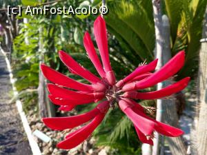 [P26] Erithryna sau florile arborelui de coral. » foto by maryka
 - 
<span class="allrVoted glyphicon glyphicon-heart hidden" id="av1097137"></span>
<a class="m-l-10 hidden" id="sv1097137" onclick="voting_Foto_DelVot(,1097137,12624)" role="button">șterge vot <span class="glyphicon glyphicon-remove"></span></a>
<a id="v91097137" class=" c-red"  onclick="voting_Foto_SetVot(1097137)" role="button"><span class="glyphicon glyphicon-heart-empty"></span> <b>LIKE</b> = Votează poza</a> <img class="hidden"  id="f1097137W9" src="/imagini/loader.gif" border="0" /><span class="AjErrMes hidden" id="e1097137ErM"></span>