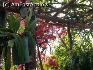 [P28] Sub bolta de bouganvillea.  » foto by maryka
 - 
<span class="allrVoted glyphicon glyphicon-heart hidden" id="av1097139"></span>
<a class="m-l-10 hidden" id="sv1097139" onclick="voting_Foto_DelVot(,1097139,12624)" role="button">șterge vot <span class="glyphicon glyphicon-remove"></span></a>
<a id="v91097139" class=" c-red"  onclick="voting_Foto_SetVot(1097139)" role="button"><span class="glyphicon glyphicon-heart-empty"></span> <b>LIKE</b> = Votează poza</a> <img class="hidden"  id="f1097139W9" src="/imagini/loader.gif" border="0" /><span class="AjErrMes hidden" id="e1097139ErM"></span>