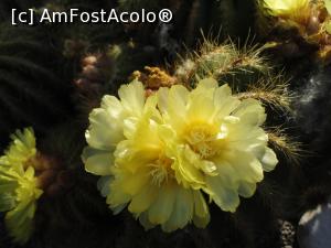 [P30] Flori de cactus.  » foto by maryka
 - 
<span class="allrVoted glyphicon glyphicon-heart hidden" id="av1097141"></span>
<a class="m-l-10 hidden" id="sv1097141" onclick="voting_Foto_DelVot(,1097141,12624)" role="button">șterge vot <span class="glyphicon glyphicon-remove"></span></a>
<a id="v91097141" class=" c-red"  onclick="voting_Foto_SetVot(1097141)" role="button"><span class="glyphicon glyphicon-heart-empty"></span> <b>LIKE</b> = Votează poza</a> <img class="hidden"  id="f1097141W9" src="/imagini/loader.gif" border="0" /><span class="AjErrMes hidden" id="e1097141ErM"></span>