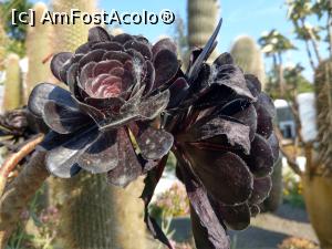 [P44] Trandafirul negru.  » foto by maryka
 - 
<span class="allrVoted glyphicon glyphicon-heart hidden" id="av1097155"></span>
<a class="m-l-10 hidden" id="sv1097155" onclick="voting_Foto_DelVot(,1097155,12624)" role="button">șterge vot <span class="glyphicon glyphicon-remove"></span></a>
<a id="v91097155" class=" c-red"  onclick="voting_Foto_SetVot(1097155)" role="button"><span class="glyphicon glyphicon-heart-empty"></span> <b>LIKE</b> = Votează poza</a> <img class="hidden"  id="f1097155W9" src="/imagini/loader.gif" border="0" /><span class="AjErrMes hidden" id="e1097155ErM"></span>
