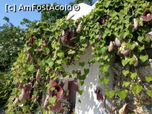 [P46] Un perete împletit cu aristolochia elegans.  » foto by maryka
 - 
<span class="allrVoted glyphicon glyphicon-heart hidden" id="av1097157"></span>
<a class="m-l-10 hidden" id="sv1097157" onclick="voting_Foto_DelVot(,1097157,12624)" role="button">șterge vot <span class="glyphicon glyphicon-remove"></span></a>
<a id="v91097157" class=" c-red"  onclick="voting_Foto_SetVot(1097157)" role="button"><span class="glyphicon glyphicon-heart-empty"></span> <b>LIKE</b> = Votează poza</a> <img class="hidden"  id="f1097157W9" src="/imagini/loader.gif" border="0" /><span class="AjErrMes hidden" id="e1097157ErM"></span>