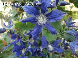 [P05] Giardini Ravino, frumoasele clematite.  » foto by maryka
 - 
<span class="allrVoted glyphicon glyphicon-heart hidden" id="av1097116"></span>
<a class="m-l-10 hidden" id="sv1097116" onclick="voting_Foto_DelVot(,1097116,12624)" role="button">șterge vot <span class="glyphicon glyphicon-remove"></span></a>
<a id="v91097116" class=" c-red"  onclick="voting_Foto_SetVot(1097116)" role="button"><span class="glyphicon glyphicon-heart-empty"></span> <b>LIKE</b> = Votează poza</a> <img class="hidden"  id="f1097116W9" src="/imagini/loader.gif" border="0" /><span class="AjErrMes hidden" id="e1097116ErM"></span>