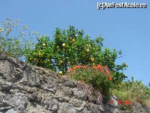 [P06] Lamai si flori = Ischia » foto by crismis
 - 
<span class="allrVoted glyphicon glyphicon-heart hidden" id="av522853"></span>
<a class="m-l-10 hidden" id="sv522853" onclick="voting_Foto_DelVot(,522853,12624)" role="button">șterge vot <span class="glyphicon glyphicon-remove"></span></a>
<a id="v9522853" class=" c-red"  onclick="voting_Foto_SetVot(522853)" role="button"><span class="glyphicon glyphicon-heart-empty"></span> <b>LIKE</b> = Votează poza</a> <img class="hidden"  id="f522853W9" src="/imagini/loader.gif" border="0" /><span class="AjErrMes hidden" id="e522853ErM"></span>
