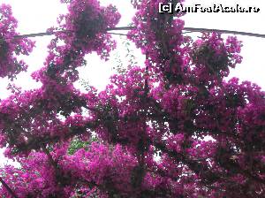 [P01] Ischia Ponte -flori multe!  » foto by balasa violeta
 - 
<span class="allrVoted glyphicon glyphicon-heart hidden" id="av640247"></span>
<a class="m-l-10 hidden" id="sv640247" onclick="voting_Foto_DelVot(,640247,12624)" role="button">șterge vot <span class="glyphicon glyphicon-remove"></span></a>
<a id="v9640247" class=" c-red"  onclick="voting_Foto_SetVot(640247)" role="button"><span class="glyphicon glyphicon-heart-empty"></span> <b>LIKE</b> = Votează poza</a> <img class="hidden"  id="f640247W9" src="/imagini/loader.gif" border="0" /><span class="AjErrMes hidden" id="e640247ErM"></span>
