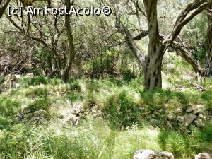 [P23] Păduri de măslini cu aspect sălbatic » foto by Lucien
 - 
<span class="allrVoted glyphicon glyphicon-heart hidden" id="av736011"></span>
<a class="m-l-10 hidden" id="sv736011" onclick="voting_Foto_DelVot(,736011,12630)" role="button">șterge vot <span class="glyphicon glyphicon-remove"></span></a>
<a id="v9736011" class=" c-red"  onclick="voting_Foto_SetVot(736011)" role="button"><span class="glyphicon glyphicon-heart-empty"></span> <b>LIKE</b> = Votează poza</a> <img class="hidden"  id="f736011W9" src="/imagini/loader.gif" border="0" /><span class="AjErrMes hidden" id="e736011ErM"></span>