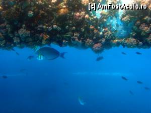 [P13] Cu submarinul prin recif... a fost o excursie ceva mai departe de insula unde intradevar puteai sa faci snorkeling cu adevarat » foto by georgerizescu
 - 
<span class="allrVoted glyphicon glyphicon-heart hidden" id="av361633"></span>
<a class="m-l-10 hidden" id="sv361633" onclick="voting_Foto_DelVot(,361633,12645)" role="button">șterge vot <span class="glyphicon glyphicon-remove"></span></a>
<a id="v9361633" class=" c-red"  onclick="voting_Foto_SetVot(361633)" role="button"><span class="glyphicon glyphicon-heart-empty"></span> <b>LIKE</b> = Votează poza</a> <img class="hidden"  id="f361633W9" src="/imagini/loader.gif" border="0" /><span class="AjErrMes hidden" id="e361633ErM"></span>