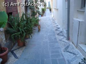 [P17] Hai hui prin stațiune, în compania felinelor » foto by mireille
 - 
<span class="allrVoted glyphicon glyphicon-heart hidden" id="av1075161"></span>
<a class="m-l-10 hidden" id="sv1075161" onclick="voting_Foto_DelVot(,1075161,12653)" role="button">șterge vot <span class="glyphicon glyphicon-remove"></span></a>
<a id="v91075161" class=" c-red"  onclick="voting_Foto_SetVot(1075161)" role="button"><span class="glyphicon glyphicon-heart-empty"></span> <b>LIKE</b> = Votează poza</a> <img class="hidden"  id="f1075161W9" src="/imagini/loader.gif" border="0" /><span class="AjErrMes hidden" id="e1075161ErM"></span>