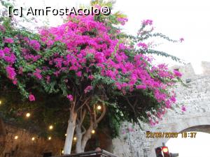[P31] Rhodos-flori prin cetate » foto by ANILU
 - 
<span class="allrVoted glyphicon glyphicon-heart hidden" id="av1193465"></span>
<a class="m-l-10 hidden" id="sv1193465" onclick="voting_Foto_DelVot(,1193465,12653)" role="button">șterge vot <span class="glyphicon glyphicon-remove"></span></a>
<a id="v91193465" class=" c-red"  onclick="voting_Foto_SetVot(1193465)" role="button"><span class="glyphicon glyphicon-heart-empty"></span> <b>LIKE</b> = Votează poza</a> <img class="hidden"  id="f1193465W9" src="/imagini/loader.gif" border="0" /><span class="AjErrMes hidden" id="e1193465ErM"></span>