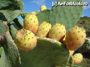 [P41] Fructe de cactus, Plaja Kalamaki » foto by Muffin2009*
 - 
<span class="allrVoted glyphicon glyphicon-heart hidden" id="av400973"></span>
<a class="m-l-10 hidden" id="sv400973" onclick="voting_Foto_DelVot(,400973,12677)" role="button">șterge vot <span class="glyphicon glyphicon-remove"></span></a>
<a id="v9400973" class=" c-red"  onclick="voting_Foto_SetVot(400973)" role="button"><span class="glyphicon glyphicon-heart-empty"></span> <b>LIKE</b> = Votează poza</a> <img class="hidden"  id="f400973W9" src="/imagini/loader.gif" border="0" /><span class="AjErrMes hidden" id="e400973ErM"></span>