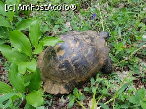 [P10] O altă țestoasă de uscat ne-a ieșit în cale. » foto by Floryn81
 - 
<span class="allrVoted glyphicon glyphicon-heart hidden" id="av1224641"></span>
<a class="m-l-10 hidden" id="sv1224641" onclick="voting_Foto_DelVot(,1224641,12680)" role="button">șterge vot <span class="glyphicon glyphicon-remove"></span></a>
<a id="v91224641" class=" c-red"  onclick="voting_Foto_SetVot(1224641)" role="button"><span class="glyphicon glyphicon-heart-empty"></span> <b>LIKE</b> = Votează poza</a> <img class="hidden"  id="f1224641W9" src="/imagini/loader.gif" border="0" /><span class="AjErrMes hidden" id="e1224641ErM"></span>