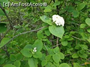 [P16] Socul începea să înflorească din loc în loc. » foto by Floryn81
 - 
<span class="allrVoted glyphicon glyphicon-heart hidden" id="av1224647"></span>
<a class="m-l-10 hidden" id="sv1224647" onclick="voting_Foto_DelVot(,1224647,12680)" role="button">șterge vot <span class="glyphicon glyphicon-remove"></span></a>
<a id="v91224647" class=" c-red"  onclick="voting_Foto_SetVot(1224647)" role="button"><span class="glyphicon glyphicon-heart-empty"></span> <b>LIKE</b> = Votează poza</a> <img class="hidden"  id="f1224647W9" src="/imagini/loader.gif" border="0" /><span class="AjErrMes hidden" id="e1224647ErM"></span>