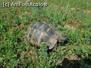 [P02] Vedeta zonei - țestoasa dobrogeană de uscat. » foto by Floryn81
 - 
<span class="allrVoted glyphicon glyphicon-heart hidden" id="av1224633"></span>
<a class="m-l-10 hidden" id="sv1224633" onclick="voting_Foto_DelVot(,1224633,12680)" role="button">șterge vot <span class="glyphicon glyphicon-remove"></span></a>
<a id="v91224633" class=" c-red"  onclick="voting_Foto_SetVot(1224633)" role="button"><span class="glyphicon glyphicon-heart-empty"></span> <b>LIKE</b> = Votează poza</a> <img class="hidden"  id="f1224633W9" src="/imagini/loader.gif" border="0" /><span class="AjErrMes hidden" id="e1224633ErM"></span>