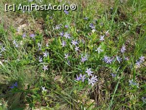 [P20] Floricele colorate, întâlnite la tot pasul. » foto by Floryn81
 - 
<span class="allrVoted glyphicon glyphicon-heart hidden" id="av1224651"></span>
<a class="m-l-10 hidden" id="sv1224651" onclick="voting_Foto_DelVot(,1224651,12680)" role="button">șterge vot <span class="glyphicon glyphicon-remove"></span></a>
<a id="v91224651" class=" c-red"  onclick="voting_Foto_SetVot(1224651)" role="button"><span class="glyphicon glyphicon-heart-empty"></span> <b>LIKE</b> = Votează poza</a> <img class="hidden"  id="f1224651W9" src="/imagini/loader.gif" border="0" /><span class="AjErrMes hidden" id="e1224651ErM"></span>