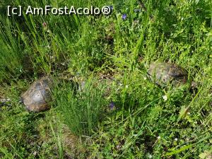 [P23] Două țestoase de uscat, aflate în același loc. » foto by Floryn81
 - 
<span class="allrVoted glyphicon glyphicon-heart hidden" id="av1224654"></span>
<a class="m-l-10 hidden" id="sv1224654" onclick="voting_Foto_DelVot(,1224654,12680)" role="button">șterge vot <span class="glyphicon glyphicon-remove"></span></a>
<a id="v91224654" class=" c-red"  onclick="voting_Foto_SetVot(1224654)" role="button"><span class="glyphicon glyphicon-heart-empty"></span> <b>LIKE</b> = Votează poza</a> <img class="hidden"  id="f1224654W9" src="/imagini/loader.gif" border="0" /><span class="AjErrMes hidden" id="e1224654ErM"></span>