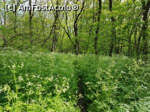 [P24] Poteca trece prin zone cu vegetație abundentă. » foto by Floryn81
 - 
<span class="allrVoted glyphicon glyphicon-heart hidden" id="av1224655"></span>
<a class="m-l-10 hidden" id="sv1224655" onclick="voting_Foto_DelVot(,1224655,12680)" role="button">șterge vot <span class="glyphicon glyphicon-remove"></span></a>
<a id="v91224655" class=" c-red"  onclick="voting_Foto_SetVot(1224655)" role="button"><span class="glyphicon glyphicon-heart-empty"></span> <b>LIKE</b> = Votează poza</a> <img class="hidden"  id="f1224655W9" src="/imagini/loader.gif" border="0" /><span class="AjErrMes hidden" id="e1224655ErM"></span>