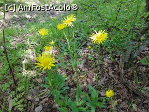 [P28] Floricele de primăvară pe traseul Cozluk. » foto by Floryn81
 - 
<span class="allrVoted glyphicon glyphicon-heart hidden" id="av1224659"></span>
<a class="m-l-10 hidden" id="sv1224659" onclick="voting_Foto_DelVot(,1224659,12680)" role="button">șterge vot <span class="glyphicon glyphicon-remove"></span></a>
<a id="v91224659" class=" c-red"  onclick="voting_Foto_SetVot(1224659)" role="button"><span class="glyphicon glyphicon-heart-empty"></span> <b>LIKE</b> = Votează poza</a> <img class="hidden"  id="f1224659W9" src="/imagini/loader.gif" border="0" /><span class="AjErrMes hidden" id="e1224659ErM"></span>