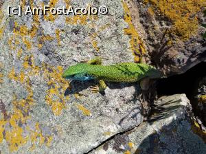 [P19] Un reprezentant de seamă pentru fauna din Munții Măcinului.  » foto by Floryn81
 - 
<span class="allrVoted glyphicon glyphicon-heart hidden" id="av1068763"></span>
<a class="m-l-10 hidden" id="sv1068763" onclick="voting_Foto_DelVot(,1068763,12680)" role="button">șterge vot <span class="glyphicon glyphicon-remove"></span></a>
<a id="v91068763" class=" c-red"  onclick="voting_Foto_SetVot(1068763)" role="button"><span class="glyphicon glyphicon-heart-empty"></span> <b>LIKE</b> = Votează poza</a> <img class="hidden"  id="f1068763W9" src="/imagini/loader.gif" border="0" /><span class="AjErrMes hidden" id="e1068763ErM"></span>