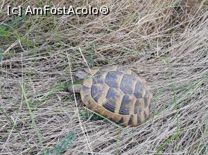 [P28] O altă țestoasă dobrogeană, de data aceasta una mai mică.  » foto by Floryn81
 - 
<span class="allrVoted glyphicon glyphicon-heart hidden" id="av1068772"></span>
<a class="m-l-10 hidden" id="sv1068772" onclick="voting_Foto_DelVot(,1068772,12680)" role="button">șterge vot <span class="glyphicon glyphicon-remove"></span></a>
<a id="v91068772" class=" c-red"  onclick="voting_Foto_SetVot(1068772)" role="button"><span class="glyphicon glyphicon-heart-empty"></span> <b>LIKE</b> = Votează poza</a> <img class="hidden"  id="f1068772W9" src="/imagini/loader.gif" border="0" /><span class="AjErrMes hidden" id="e1068772ErM"></span>