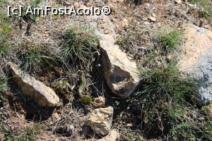 [P55] Munții Măcin, Traseul Culmea Pricopanului, O șopârlă dobrogeană curioasă... » foto by mprofeanu
 - 
<span class="allrVoted glyphicon glyphicon-heart hidden" id="av1222048"></span>
<a class="m-l-10 hidden" id="sv1222048" onclick="voting_Foto_DelVot(,1222048,12680)" role="button">șterge vot <span class="glyphicon glyphicon-remove"></span></a>
<a id="v91222048" class=" c-red"  onclick="voting_Foto_SetVot(1222048)" role="button"><span class="glyphicon glyphicon-heart-empty"></span> <b>LIKE</b> = Votează poza</a> <img class="hidden"  id="f1222048W9" src="/imagini/loader.gif" border="0" /><span class="AjErrMes hidden" id="e1222048ErM"></span>