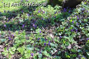 [P59] Munții Măcin, Traseul Culmea Pricopanului, Flori în poieniță » foto by mprofeanu
 - 
<span class="allrVoted glyphicon glyphicon-heart hidden" id="av1222052"></span>
<a class="m-l-10 hidden" id="sv1222052" onclick="voting_Foto_DelVot(,1222052,12680)" role="button">șterge vot <span class="glyphicon glyphicon-remove"></span></a>
<a id="v91222052" class=" c-red"  onclick="voting_Foto_SetVot(1222052)" role="button"><span class="glyphicon glyphicon-heart-empty"></span> <b>LIKE</b> = Votează poza</a> <img class="hidden"  id="f1222052W9" src="/imagini/loader.gif" border="0" /><span class="AjErrMes hidden" id="e1222052ErM"></span>