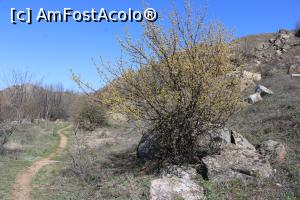 [P62] Munții Măcin, Coborâm de pe Traseul Culmea Pricopanului, Un arbust încărcat cu  flori » foto by mprofeanu
 - 
<span class="allrVoted glyphicon glyphicon-heart hidden" id="av1222055"></span>
<a class="m-l-10 hidden" id="sv1222055" onclick="voting_Foto_DelVot(,1222055,12680)" role="button">șterge vot <span class="glyphicon glyphicon-remove"></span></a>
<a id="v91222055" class=" c-red"  onclick="voting_Foto_SetVot(1222055)" role="button"><span class="glyphicon glyphicon-heart-empty"></span> <b>LIKE</b> = Votează poza</a> <img class="hidden"  id="f1222055W9" src="/imagini/loader.gif" border="0" /><span class="AjErrMes hidden" id="e1222055ErM"></span>