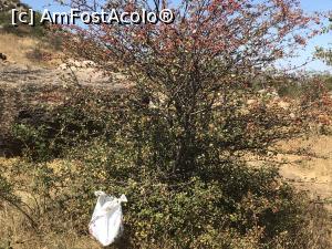 [P40] copacei cu niste poame portocalii comestibile » foto by Dan&Ema
 - 
<span class="allrVoted glyphicon glyphicon-heart hidden" id="av1187086"></span>
<a class="m-l-10 hidden" id="sv1187086" onclick="voting_Foto_DelVot(,1187086,12680)" role="button">șterge vot <span class="glyphicon glyphicon-remove"></span></a>
<a id="v91187086" class=" c-red"  onclick="voting_Foto_SetVot(1187086)" role="button"><span class="glyphicon glyphicon-heart-empty"></span> <b>LIKE</b> = Votează poza</a> <img class="hidden"  id="f1187086W9" src="/imagini/loader.gif" border="0" /><span class="AjErrMes hidden" id="e1187086ErM"></span>