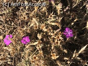 [P43] garofitze care cresc in desertul asta » foto by Dan&Ema
 - 
<span class="allrVoted glyphicon glyphicon-heart hidden" id="av1187089"></span>
<a class="m-l-10 hidden" id="sv1187089" onclick="voting_Foto_DelVot(,1187089,12680)" role="button">șterge vot <span class="glyphicon glyphicon-remove"></span></a>
<a id="v91187089" class=" c-red"  onclick="voting_Foto_SetVot(1187089)" role="button"><span class="glyphicon glyphicon-heart-empty"></span> <b>LIKE</b> = Votează poza</a> <img class="hidden"  id="f1187089W9" src="/imagini/loader.gif" border="0" /><span class="AjErrMes hidden" id="e1187089ErM"></span>