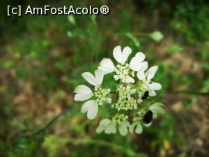 [P13] Traseul Cozluk - „frumoasă ești, pădurea mea”! » foto by crismis
 - 
<span class="allrVoted glyphicon glyphicon-heart hidden" id="av1163587"></span>
<a class="m-l-10 hidden" id="sv1163587" onclick="voting_Foto_DelVot(,1163587,12680)" role="button">șterge vot <span class="glyphicon glyphicon-remove"></span></a>
<a id="v91163587" class=" c-red"  onclick="voting_Foto_SetVot(1163587)" role="button"><span class="glyphicon glyphicon-heart-empty"></span> <b>LIKE</b> = Votează poza</a> <img class="hidden"  id="f1163587W9" src="/imagini/loader.gif" border="0" /><span class="AjErrMes hidden" id="e1163587ErM"></span>