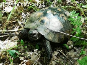[P25] O țestoasă dobrogeană în acțiune! » foto by crismis
 - 
<span class="allrVoted glyphicon glyphicon-heart hidden" id="av1163599"></span>
<a class="m-l-10 hidden" id="sv1163599" onclick="voting_Foto_DelVot(,1163599,12680)" role="button">șterge vot <span class="glyphicon glyphicon-remove"></span></a>
<a id="v91163599" class=" c-red"  onclick="voting_Foto_SetVot(1163599)" role="button"><span class="glyphicon glyphicon-heart-empty"></span> <b>LIKE</b> = Votează poza</a> <img class="hidden"  id="f1163599W9" src="/imagini/loader.gif" border="0" /><span class="AjErrMes hidden" id="e1163599ErM"></span>