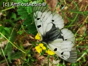 [P27] Traseul Cozluk - „frumoasă ești, pădurea mea”! » foto by crismis
 - 
<span class="allrVoted glyphicon glyphicon-heart hidden" id="av1163601"></span>
<a class="m-l-10 hidden" id="sv1163601" onclick="voting_Foto_DelVot(,1163601,12680)" role="button">șterge vot <span class="glyphicon glyphicon-remove"></span></a>
<a id="v91163601" class=" c-red"  onclick="voting_Foto_SetVot(1163601)" role="button"><span class="glyphicon glyphicon-heart-empty"></span> <b>LIKE</b> = Votează poza</a> <img class="hidden"  id="f1163601W9" src="/imagini/loader.gif" border="0" /><span class="AjErrMes hidden" id="e1163601ErM"></span>