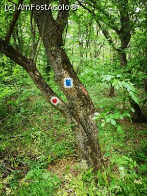 [P33] Traseul Cozluk - „frumoasă ești, pădurea mea”! » foto by crismis
 - 
<span class="allrVoted glyphicon glyphicon-heart hidden" id="av1163607"></span>
<a class="m-l-10 hidden" id="sv1163607" onclick="voting_Foto_DelVot(,1163607,12680)" role="button">șterge vot <span class="glyphicon glyphicon-remove"></span></a>
<a id="v91163607" class=" c-red"  onclick="voting_Foto_SetVot(1163607)" role="button"><span class="glyphicon glyphicon-heart-empty"></span> <b>LIKE</b> = Votează poza</a> <img class="hidden"  id="f1163607W9" src="/imagini/loader.gif" border="0" /><span class="AjErrMes hidden" id="e1163607ErM"></span>