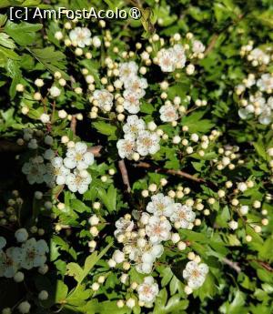 [P02] Flori gingașe de primăvară » foto by BOGDAN DSN
 - 
<span class="allrVoted glyphicon glyphicon-heart hidden" id="av1432097"></span>
<a class="m-l-10 hidden" id="sv1432097" onclick="voting_Foto_DelVot(,1432097,12680)" role="button">șterge vot <span class="glyphicon glyphicon-remove"></span></a>
<a id="v91432097" class=" c-red"  onclick="voting_Foto_SetVot(1432097)" role="button"><span class="glyphicon glyphicon-heart-empty"></span> <b>LIKE</b> = Votează poza</a> <img class="hidden"  id="f1432097W9" src="/imagini/loader.gif" border="0" /><span class="AjErrMes hidden" id="e1432097ErM"></span>