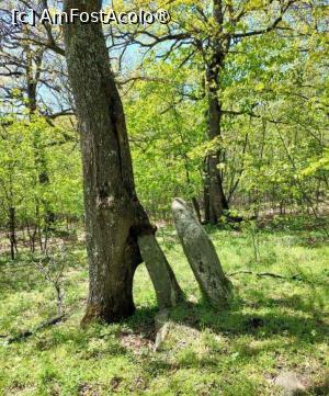 [P17] Un alt pom se sprijină și de o piatră » foto by BOGDAN DSN
 - 
<span class="allrVoted glyphicon glyphicon-heart hidden" id="av1433503"></span>
<a class="m-l-10 hidden" id="sv1433503" onclick="voting_Foto_DelVot(,1433503,12680)" role="button">șterge vot <span class="glyphicon glyphicon-remove"></span></a>
<a id="v91433503" class=" c-red"  onclick="voting_Foto_SetVot(1433503)" role="button"><span class="glyphicon glyphicon-heart-empty"></span> <b>LIKE</b> = Votează poza</a> <img class="hidden"  id="f1433503W9" src="/imagini/loader.gif" border="0" /><span class="AjErrMes hidden" id="e1433503ErM"></span>