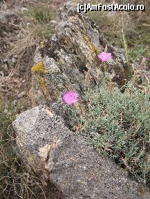 [P04] Garofita dobrogeana » foto by Alas
 - 
<span class="allrVoted glyphicon glyphicon-heart hidden" id="av160391"></span>
<a class="m-l-10 hidden" id="sv160391" onclick="voting_Foto_DelVot(,160391,12680)" role="button">șterge vot <span class="glyphicon glyphicon-remove"></span></a>
<a id="v9160391" class=" c-red"  onclick="voting_Foto_SetVot(160391)" role="button"><span class="glyphicon glyphicon-heart-empty"></span> <b>LIKE</b> = Votează poza</a> <img class="hidden"  id="f160391W9" src="/imagini/loader.gif" border="0" /><span class="AjErrMes hidden" id="e160391ErM"></span>
